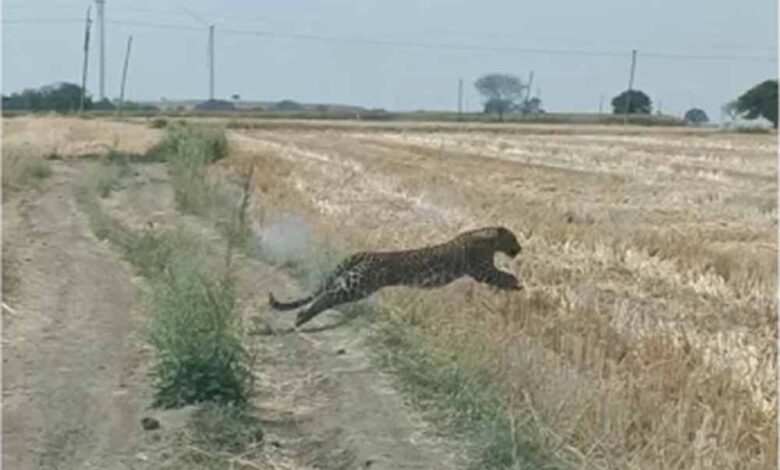 खेत-में-दिखा-तेंदुआ,-लगाई-दौड़;-पुलिस-जवान-पर-झपट्टा-मारकर-किया-घायल