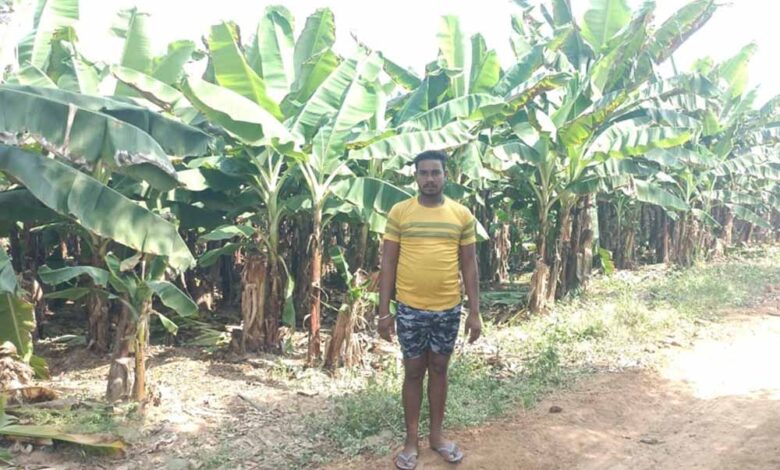 केला-उत्पादन-से-बढ़ी-आमदनी,-उद्यानिकी-खेती-से-मिला-नया-सहारा