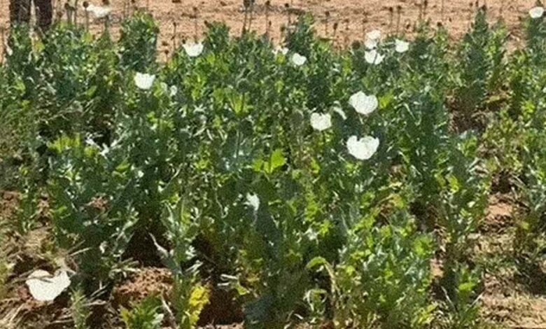 रायगढ़-में-फिर-मिली-अफीम-की-फसल,-दो-किसान-गिरफ्तार,-इस-महीने-अवैध-खेती-का-5वां-मामला