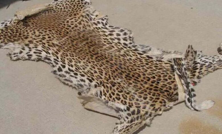 तेंदुए-की-खाल-तस्करी-पर-वन-विभाग-का-बड़ा-एक्शन,-9-आरोपी-गिरफ्तार