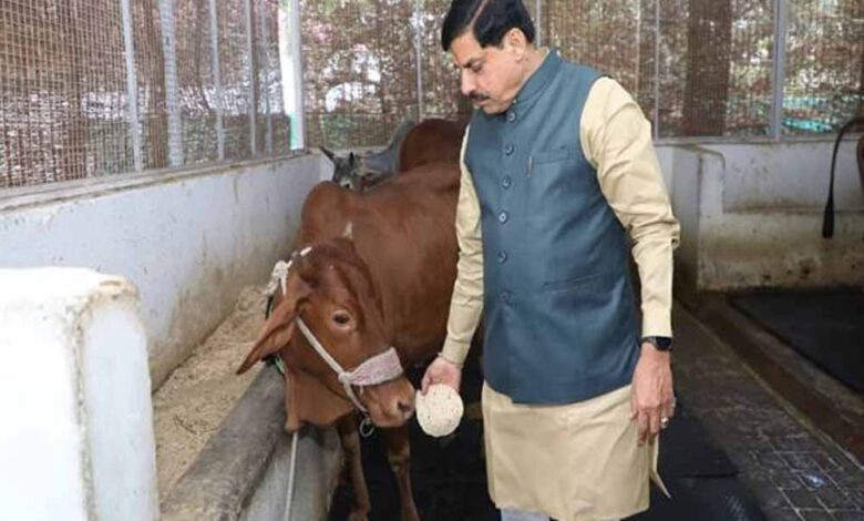 मुख्यमंत्री-डॉ.-यादव-ने-गौ-सेवा-कर-की-अपने-जन्मदिन-की-शुरूआत