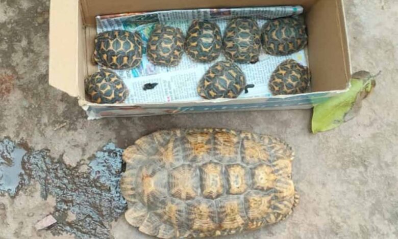 प्रतिबंधित-वन्य-जीवों-की-अवैध-बिक्री-एवं-पालन-पर-होगी-सख्त-कार्रवाई