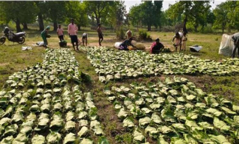छत्तीसगढ़-में-तेंदूपत्ता-संग्रहण-का-बड़ा-लक्ष्य:-16-लाख-बोरा,-51-समितियां-जिम्मेदार