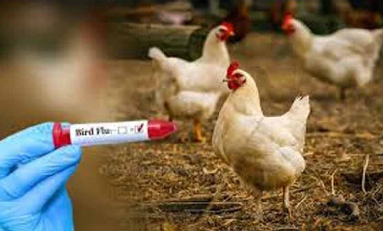 बिलासपुर-में-बर्ड-फ्लू-अलर्ट:-जांच-के-लिए-aiims-टीम-पहुंची,-10-किमी-दायरे-में-सर्वे-शुरू