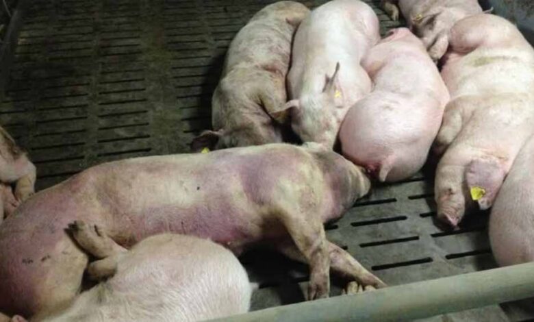 छत्तीसगढ़-में-अफ्रीकन-स्वाइन-फीवर-का-कहर:-200-सूअरों-की-मौत,-रिपोर्ट-पॉजिटिव-आते-ही-फार्म-सील