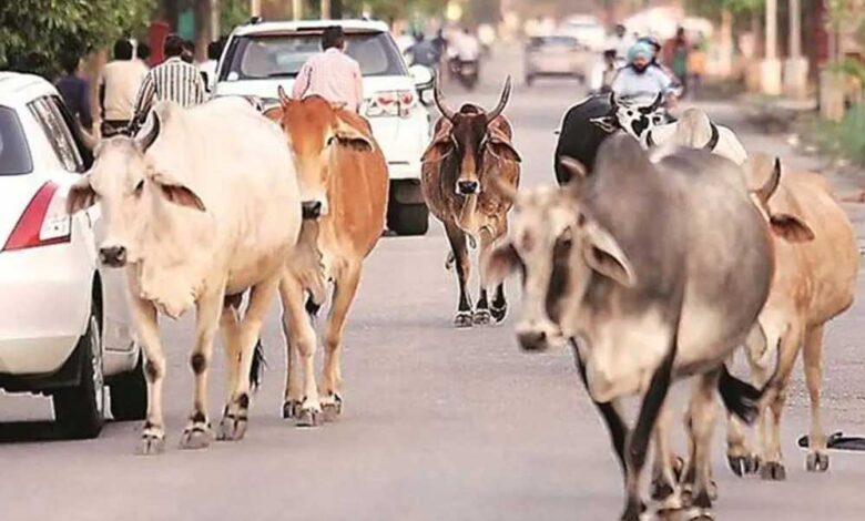 मध्य-प्रदेश-के-40-लाख-आवारा-पशुओं-को-मिलेगा-12-अंकों-का-खास-कोड,-केसरिया-टैग-से-होगी-पहचान