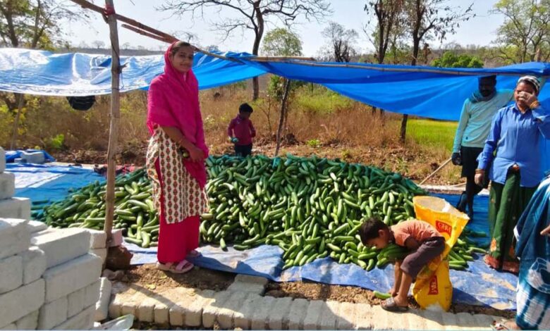 खीरा-की-खेती-ने-बदली-सुभद्रा-की-जिंदगी,-बिहान-योजना-से-बनी-लखपति-दीदी