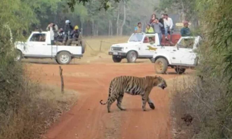कानन-में-खास-खुराक:-बाघ-बाघिन-को-चिकन,-17-दिन-बाद-सांपों-को-मिले-चूजे