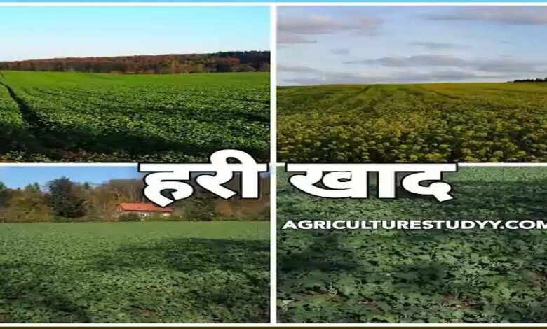 रायपुर-:-यूरिया-का-प्रभावी-विकल्प-बन-रही-हरी-खाद,-जशपुर-में-600-हेक्टेयर-में-प्रदर्शन