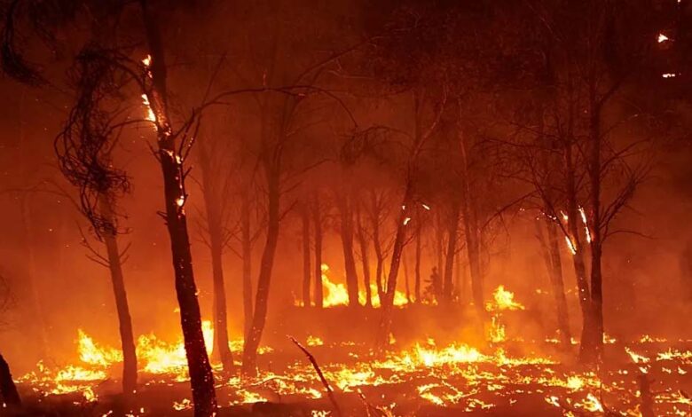 मध्य-प्रदेश-के-जंगलों-में-धधकती-आग,-हर-दिन-60-जगह-जल-रही-है,-अमरकंटक-के-बाद-इन-शहरों-पर-बढ़ा-खतरा