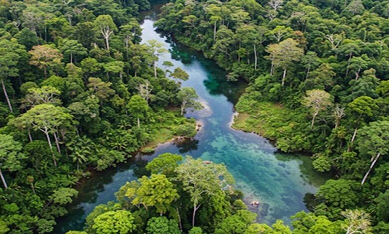 गांधीसागर-बांध:-1.5-करोड़-पेड़ों-में-65-लाख-लोगों-को-ऑक्सीजन-देने-की-क्षमता