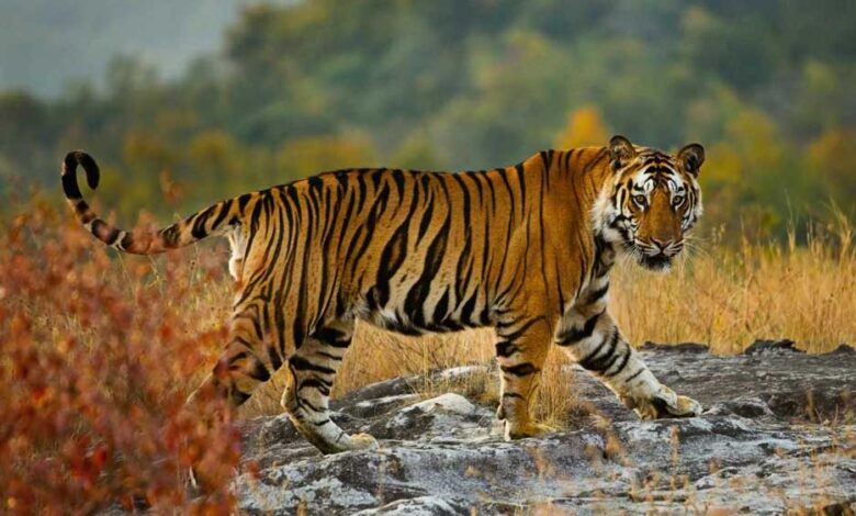 54-बाघों-की-मौत-से-हिला-सिस्टम,-रिजर्व-के-बाहर-भी-मिलेगा-स्पेशल-प्रोटेक्शन,-जानिए-नई-totr-स्कीम