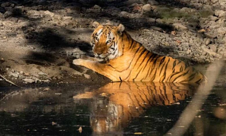 खिवनी-अभयारण्य-बनेगा-वन्यजीव-संरक्षण-और-इको-टूरिज्म-का-आदर्श-मॉडल-:-मुख्यमंत्री-डॉ.-यादव