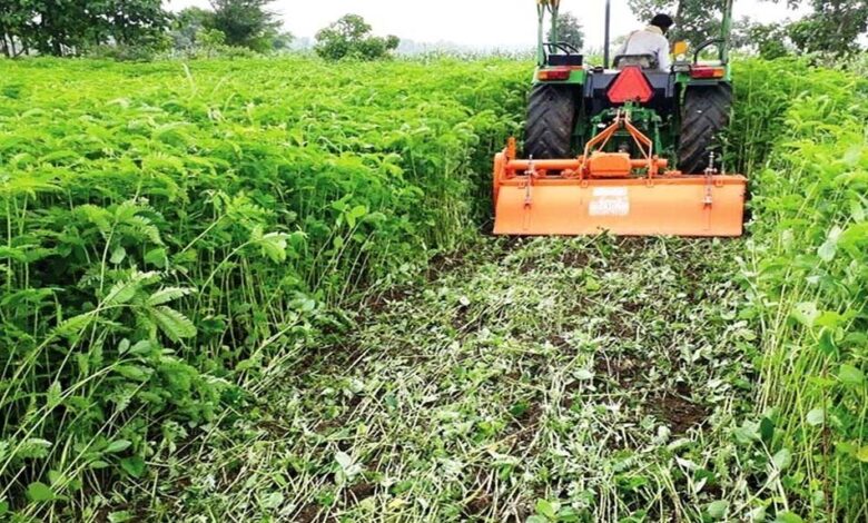 हरी-खाद-से-लहलहाएंगे-खेत:-धान-उत्पादन-बढ़ाने-कृषि-विभाग-का-विशेष-अभियान-तेज