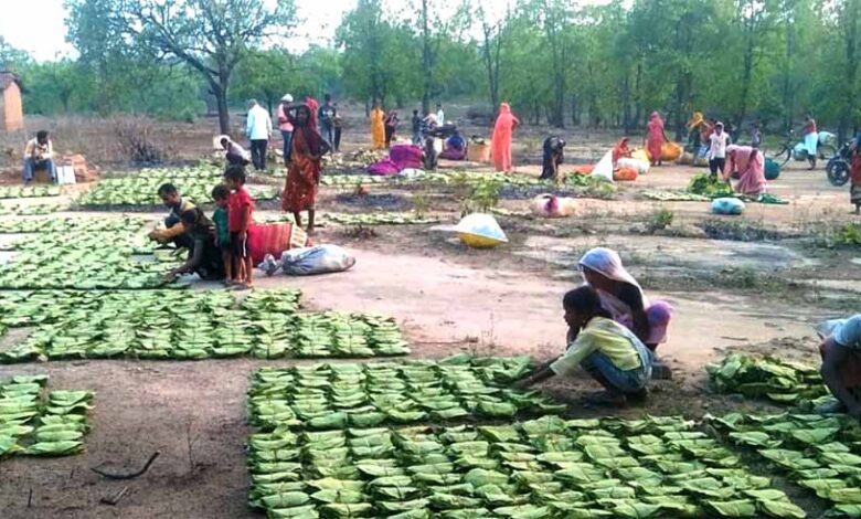 महिला-तेंदूपत्ता-संग्राहकों-के-सशक्तिकरण-के-लिये-प्रदेश-में-संवेदनशील-और-दूरदर्शी-नीतियां-:-मुख्यमंत्री-डॉ.-यादव