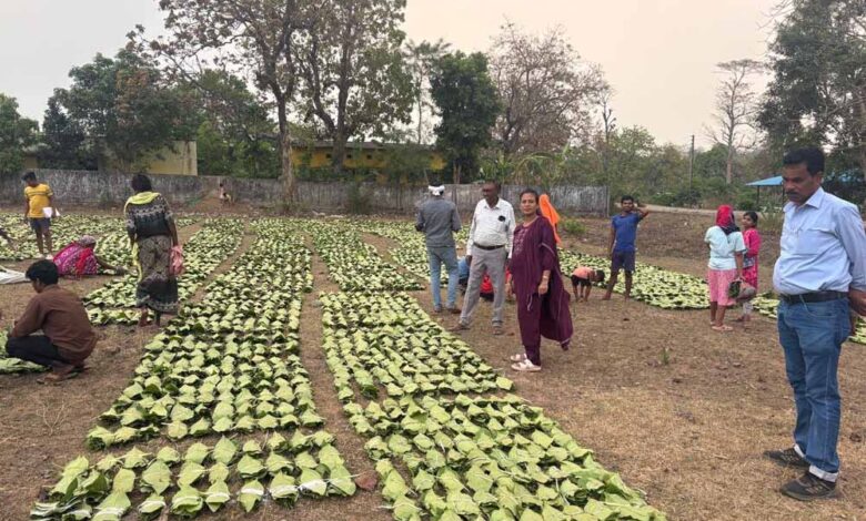 labour-day-(1-मई)-से-शुरू-होगी-तेंदूपत्ता-तोड़ाई,-639-फड़-तैयार