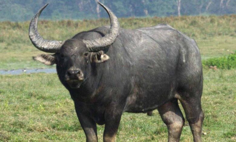 कान्हा-में-लौटेगी-जंगली-भैंसे-:-काजीरंगा-से-शुरू-हो-रहा-ऐतिहासिक-ट्रांसलोकेशन