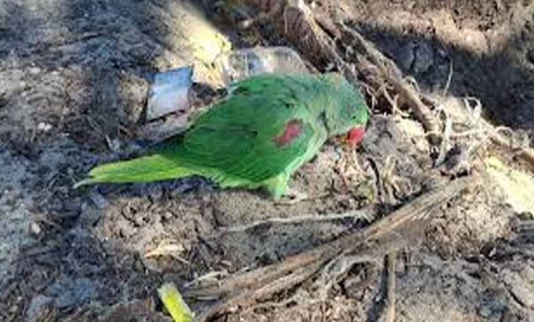 जगदलपुर-में-वन-विभाग-टीम-पर-हमला,-तोतों-की-अवैध-बिक्री-पर-कार्रवाई-के-दौरान-हंगामा