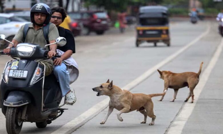 प्रदेश-में-खूंखार-हो-रहे-स्ट्रीट-डॉग्स,-जानिए-क्यों?-एक्सपर्ट-बोले:-गर्मी-में-आक्रामक-हो-जाते-हैं;-सतना-में-3-घंटे-में-40-लोगों-को-काटा