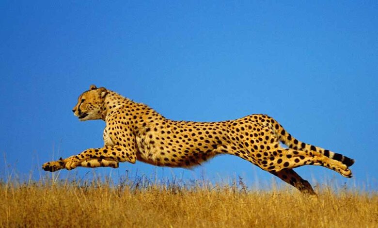 कूनो-में-चीतों-की-बढ़ती-संख्या-के-बाद-गांधीसागर-बना-दूसरा-घर,-अब-नौरादेही-के-जंगल-में-तैयार-8-बाड़े,-जल्द-शिफ्ट-होंगे-चीते