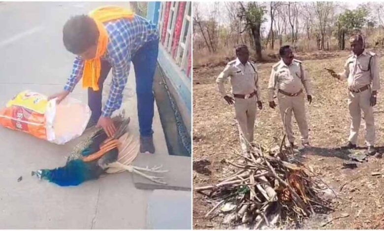 रतलाम-में-मोर-की-मौत-पर-उठे-सवाल,-बिना-पोस्टमार्टम-कर-दी-अंत्येष्टि