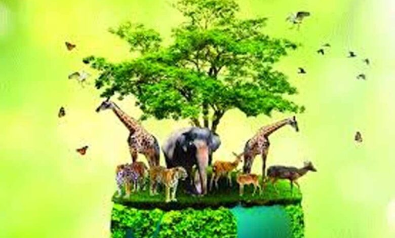 मध्य-प्रदेश-बना-वन्यजीव-संरक्षण-का-मॉडल,-कूनो-से-वैश्विक-पहचान