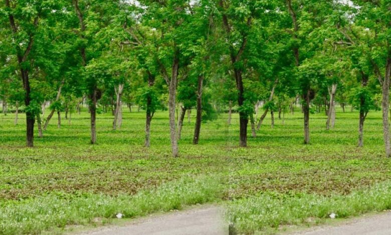 मियावाकी-वन-तकनीक-से-हरित-छत्तीसगढ़-की-नई-पहल,-कम-समय-में-तैयार-हो-रहे-घने-जंगल