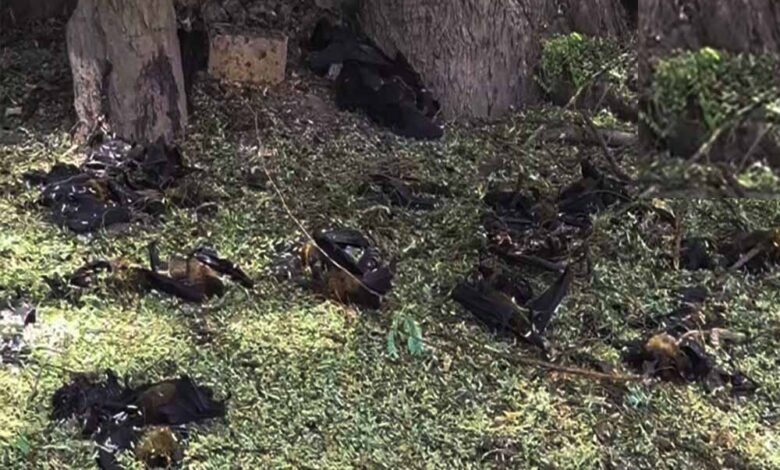 छत्तीसगढ़-में-गर्मी-का-कहर,-हीट-स्ट्रोक-से-500-से-ज्यादा-चमगादड़ों-की-मौत