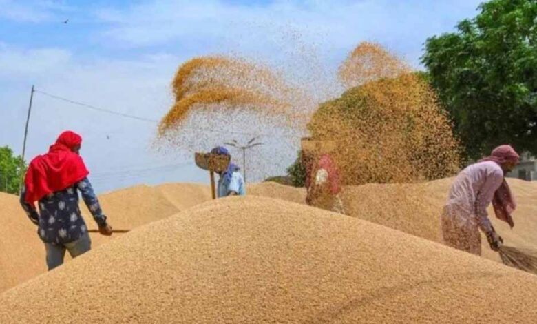 जलवायु-परिवर्तन-का-गेहूं-उत्पादन-पर-खतरा,-बढ़ती-गर्मी-से-गुणवत्ता-और-पैदावार-प्रभावित