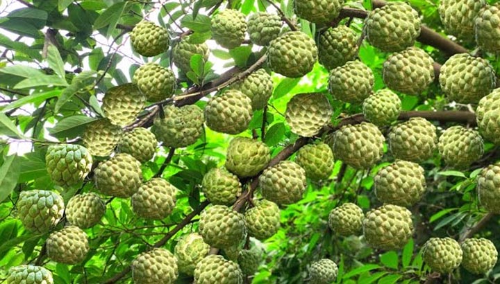 मालवा-निमाड़-में-फसल-विविधीकरण-का-असर,-केला-चिया-सीताफल-जैसी-हाई-वैल्यू-फसलों-से-बढ़-रही-किसानों-की-आय