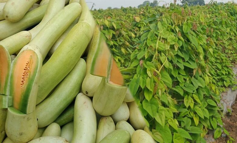gi-टैग-से-चमकी-रतलाम-की-शान!-बालम-ककड़ी-और-गराडू-को-मिली-नई-पहचान,-दुबई-तक-बढ़ी-मांग