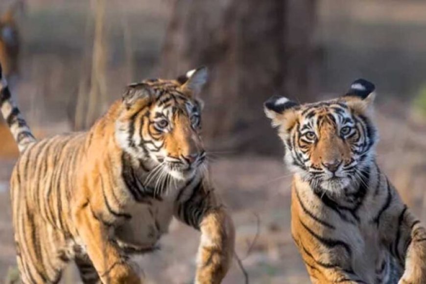 बाघ-संरक्षण-के-प्रति-युवाओं-को-जागरूक-करने-वन-विहार-में-हुई-ओपन-क्विज-और-रेस्क्यू-वर्कशॉप
