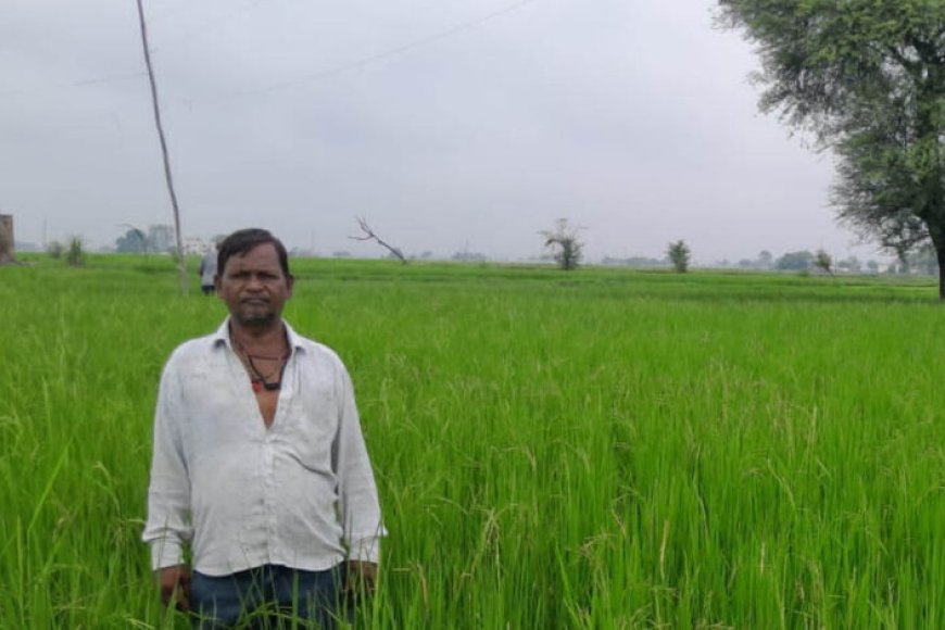 गलत-धान-बीज-से-किसानों-की-लाखों-की-फसल-चौपट,-फर्म-संचालक-पर-कार्रवाई-की-मांग