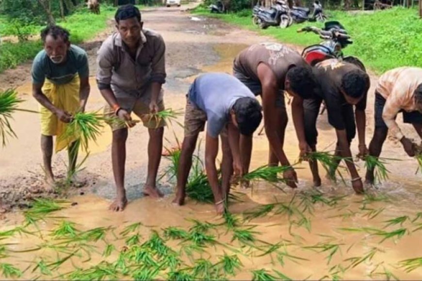 सड़क-नहीं-बनी-तो-गड्ढों-में-उगा-दी-धान,-सूरजपुर-में-ग्रामीणों-का-अनोखा-विरोध-प्रदर्शन