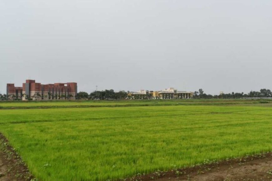 विलंबित-मानसून-के-बीच-धान-किसानों-के-लिए-आईसीएआर-एनआईबीएसएम-की-विशेष-सलाह