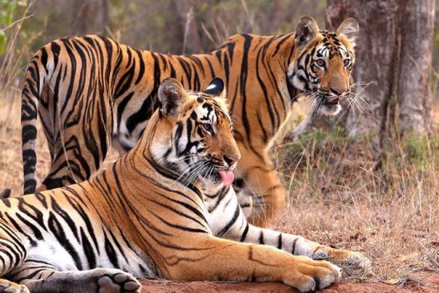 इंदौर-जू-बना-बाघों-की-ब्रीडिंग-का-सबसे-सुरक्षित-ठिकाना,-10-साल-में-जन्मे-25-से-ज्यादा-शावक