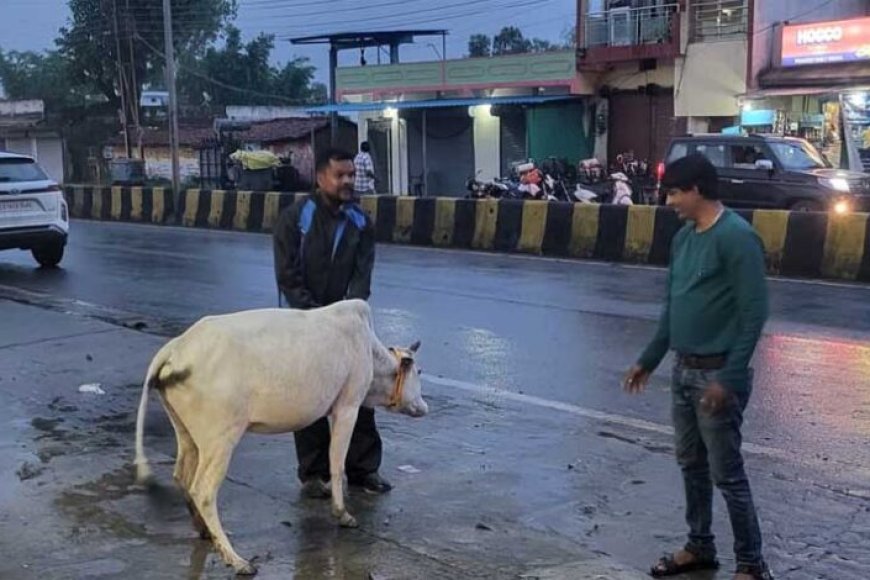 रेडियम-बेल्ट-से-सजे-आवारा-मवेशी,-हाईवे-हादसे-रोकने-की-अनोखी-पहल